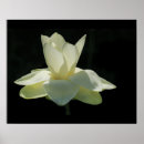 Suche nach lotus blume poster Blüten