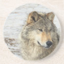 Suche nach grauer wolf untersetzer Winter