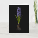 Suche nach hyacinth karten Hyazinth