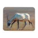 Suche nach oryx magnete Gehörnt