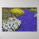 Suche nach keukenhof poster Hyazinth