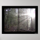 Suche nach strahlen poster Bäume