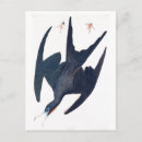 Suche nach ornithologisch postkarten Ornithologie