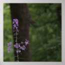 Suche nach lila wildblumen poster Natur