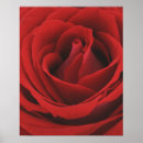 Suche nach blühende rose poster Blume