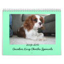Suche nach kavalier Cocker spaniel