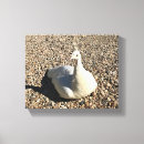 Suche nach weißer pfau leinwandbilder Natur