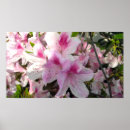 Suche nach rosa azaleen poster Drucken