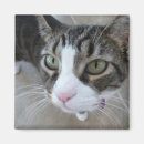 Suche nach humorvolle katze magnete Katzen