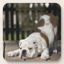 Suche nach englische bulldogge untersetzer Haustiere