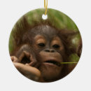 Suche nach baby affe ornamente Tiere
