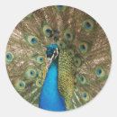 Suche nach pfau foto aufkleber Vogelvogel