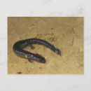 Suche nach salamander postkarten Amphibisch