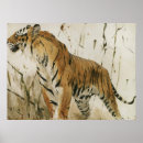 Suche nach wilder tiger poster Natur