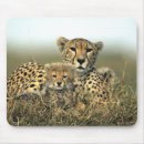 Suche nach große katzen mousepads Fotografie