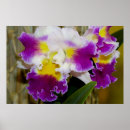 Suche nach weiße tropische blume poster Orchidee