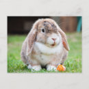 Suche nach niedliche karotte postkarten Kaninchen