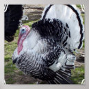 Suche nach wilder truthahn poster Vogel