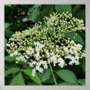 Suche nach knospen poster Weiß