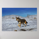 Suche nach 2011 poster Kaninchen