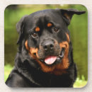 Suche nach rottweiler untersetzer Kaninchen