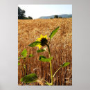 Suche nach weizen poster Ernte