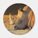 Suche nach nashorn magnete Zoo