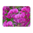 Suche nach erbse magnete Rosa