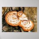 Suche nach fungi poster Natur