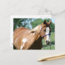 Suche nach paint horse postkarten Tobiano
