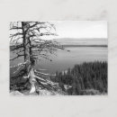 Suche nach toter baum postkarten Fotografie