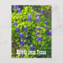 Suche nach texas wildblumen postkarten Foto