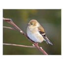 Suche nach fink poster Goldfinch