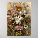 Suche nach orchid poster Flowers