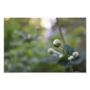 Suche nach grüner garten poster Pflanze