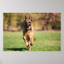 Suche nach germanen poster Tier