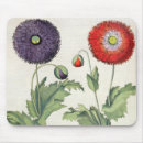 Suche nach papaver mousepads Blumen