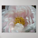 Suche nach macro poster Rosa