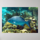 Suche nach rifffische Ozean