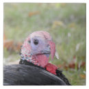 Suche nach truthahn fliesen Tierwelt