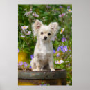 Suche nach niedlicher chihuahua poster Pet