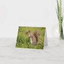 Suche nach graues eichhörnchen karten Natur