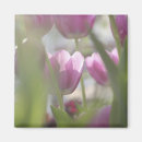 Suche nach keukenhoff Tulpe