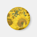 Suche nach sonnenblumen magnete Blumenreich