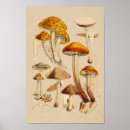 Suche nach sorten poster Botanisch