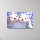 Suche nach bulldoggen leinwandbilder Niedlich