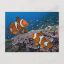 Suche nach clownfische postkarten Natur