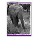 Suche nach schwarz weißer elefant postkarten Afrika
