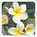 Suche nach frangipani aufkleber Tropisch