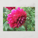 Suche nach knospen postkarten Blume